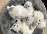 Rumi's Litter All Reserved - Ragdoll Kitten For Sale - Columbia&comma; MD&comma; US