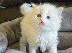 RESERVED Wells Prince 1 - Ragdoll Kitten For Sale - 