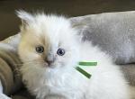 RESERVED Habiba Prince 2 - Ragdoll Kitten For Sale - Columbia&comma; MD&comma; US
