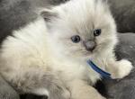 RESERVED Pape Prince 3 - Ragdoll Kitten For Sale - Columbia&comma; MD&comma; US