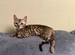 Brown Male Kitten - Bengal Kitten For Sale - Rocklin&comma; CA&comma; US