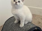 Snow - Scottish Straight Kitten For Adoption - Sunnyvale&comma; CA&comma; US