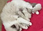 Nabi Litter Ready July 12th - Ragdoll Kitten For Sale - Columbia&comma; MD&comma; US