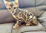 Brown Male Green Collar - Bengal Kitten For Sale - Rocklin&comma; CA&comma; US