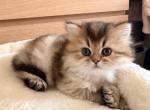 LEO - Persian Kitten For Sale - 