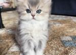 JERRY - Persian Kitten For Sale - 