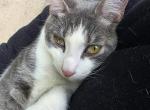 NA - Domestic Kitten For Adoption - Nashville&comma; TN&comma; US