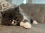 Sox - Persian Kitten For Sale - Fulshear&comma; TX&comma; US