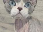 Fairy - Devon Rex Cat For Sale - Philadelphia&comma; PA&comma; US
