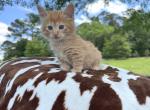 Teddy - Munchkin Kitten For Sale - Jemison&comma; AL&comma; US