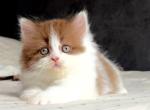 Harry - British Shorthair Kitten For Sale - Norwalk&comma; CT&comma; US
