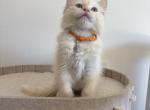 Orange Collar - Ragdoll Kitten For Sale - Meadville&comma; PA&comma; US