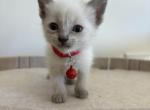 Red collar Siamese - Siamese Kitten For Sale - 