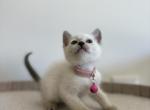 Pink collar Siamese - Siamese Kitten For Sale - Meadville&comma; PA&comma; US