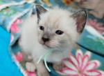 Seal point girl Mint collar - Siamese Kitten For Sale - 