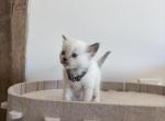 Brown collar - Ragdoll Kitten For Sale - Meadville&comma; PA&comma; US
