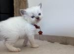 Burgandy Collar - Ragdoll Kitten For Sale - Meadville&comma; PA&comma; US