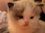 Cinnamon - Ragdoll Kitten For Sale - Gardnerville&comma; NV&comma; US