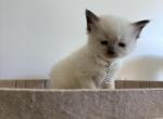White collar - Ragdoll Kitten For Sale - Meadville&comma; PA&comma; US