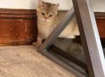 Tod - British Shorthair Kitten For Sale - Clifton&comma; NJ&comma; US