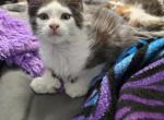 Batman - Maine Coon Kitten For Sale - 