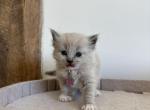 Pink collar - Ragdoll Kitten For Sale - Meadville&comma; PA&comma; US