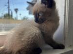 Missy - Siamese Kitten For Sale - 