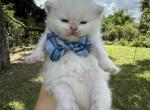 Red point LH BOY - Scottish Straight Kitten For Sale - Sun City Center&comma; FL&comma; US