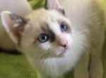 Snows Snowshoe - Snowshoe Kitten For Sale - Moneta&comma; VA&comma; US