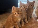 Theo Leo Thor - Maine Coon Kitten For Sale - Cooper City&comma; FL&comma; US