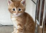 Mia - Maine Coon Kitten For Sale - Cooper City&comma; FL&comma; US