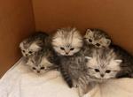 Roxy - Scottish Fold Kitten For Sale - CA&comma; US