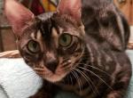 LycanFlame - Bengal Kitten For Sale/Service - Oklahoma City&comma; OK&comma; US