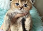 Golden chinchilla girl - Scottish Fold Kitten For Sale - Sun City Center&comma; FL&comma; US