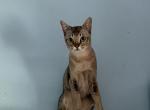 Naomi - Singapura Cat For Sale/Retired Breeding - Mocksville&comma; NC&comma; US