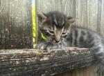 Lunar Frost 4 Charcoal - Bengal Kitten For Sale - Oklahoma City&comma; OK&comma; US