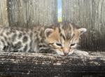 Lunar Frost 2 - Bengal Kitten For Sale - Oklahoma City&comma; OK&comma; US