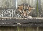 Lunar Frost - Bengal Kitten For Sale - 