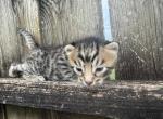 Lunar Frost 3 - Bengal Kitten For Sale - 