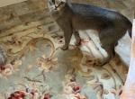 Ruthie - Singapura Cat For Sale/Retired Breeding - Mocksville&comma; NC&comma; US