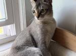 Ruthie - Singapura Cat For Sale/Retired Breeding - Mocksville&comma; NC&comma; US