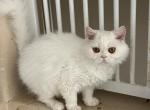 White Selkirk Rex - Selkirk Rex Cat For Sale/Retired Breeding - Rancho Cucamonga&comma; CA&comma; US
