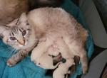 Balinese kittens - Balinese Kitten For Sale - Wayland&comma; MA&comma; US