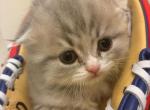 Bartholomew Beau Bitsy and Braun - Scottish Fold Kitten For Sale - Surprise&comma; AZ&comma; US