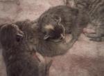 Cutie kitties - American Longhair Kitten For Sale - Phoenix&comma; AZ&comma; US