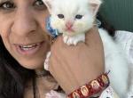 Flame point male ragdoll kitten - Ragdoll Kitten For Sale - Beavercreek&comma; OH&comma; US