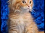 Orange Polydactyl Maine Coon - Maine Coon Kitten For Sale - Reisterstown&comma; MD&comma; US