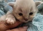 Mitted blue point ragdoll male kitten - Ragdoll Kitten For Sale - Beavercreek&comma; OH&comma; US