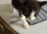 Black and white kitty - Domestic Kitten For Sale - Alafaya&comma; FL&comma; US