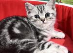 Tiara Black Silver Classic Tabby girl - British Shorthair Kitten For Sale - NY&comma; US